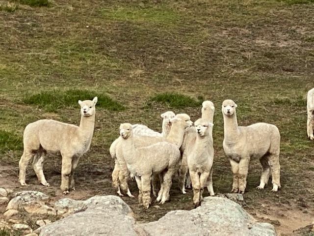 Incamon Wethers