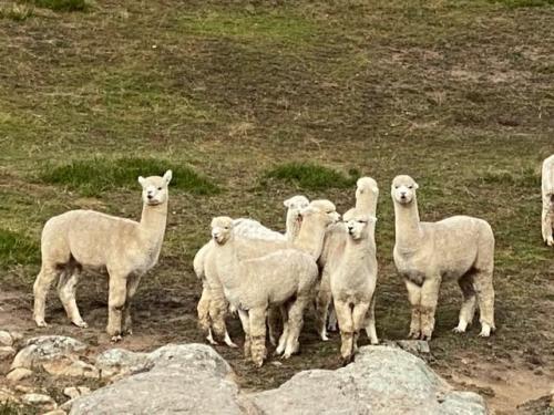 Incamon Wethers
