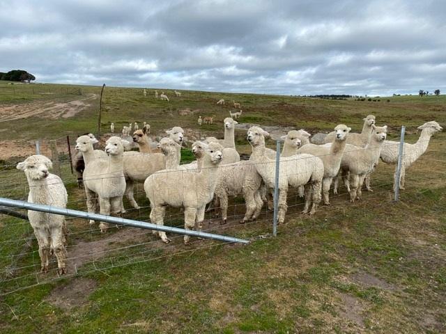 Incamon Wethers